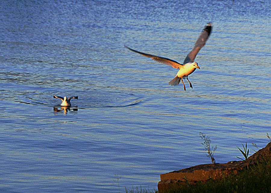 点击大图看下一张：北美银鸽图片