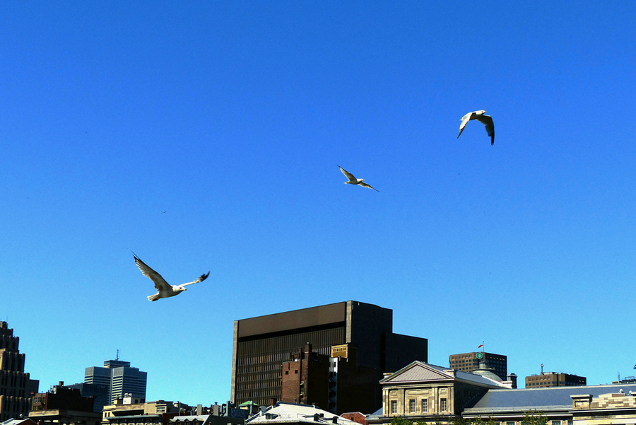 点击大图看下一张：北美银鸽图片