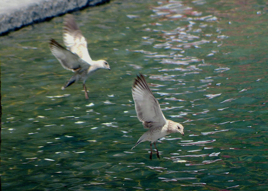点击大图看下一张：北美银鸽图片