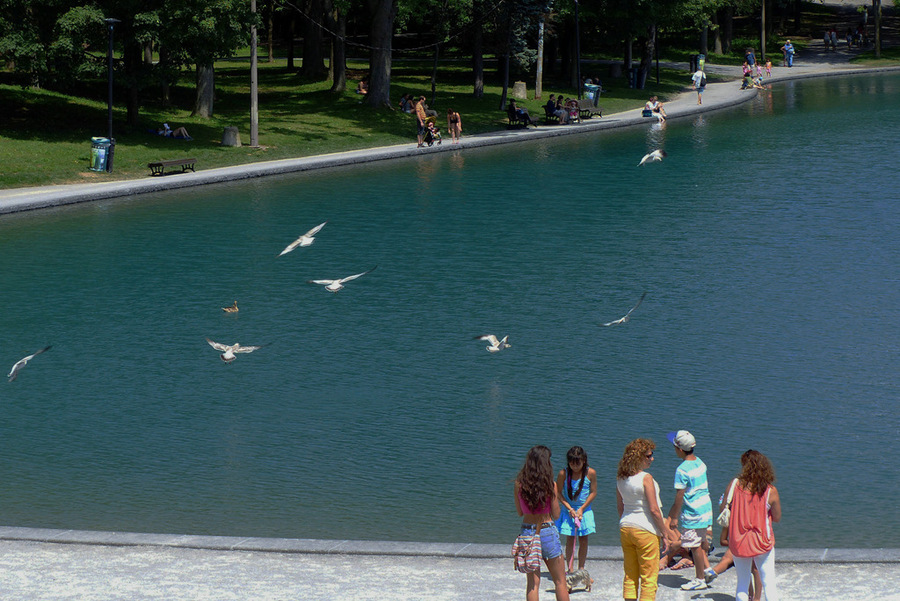 点击大图看下一张：北美银鸽图片