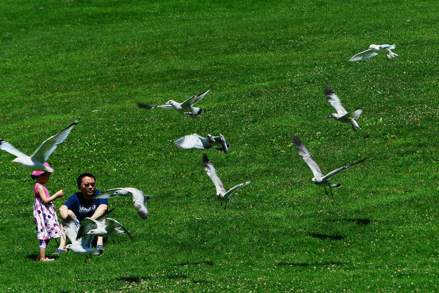 点击大图看下一张：北美银鸽图片
