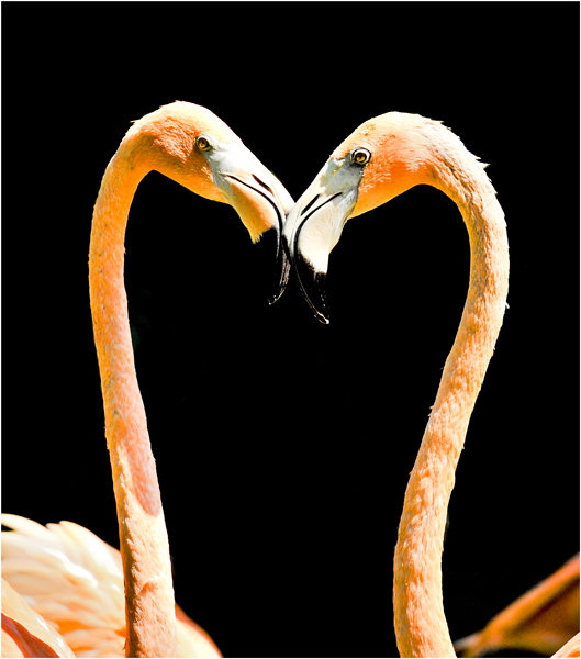 点击大图看下一张：火烈鸟的爱