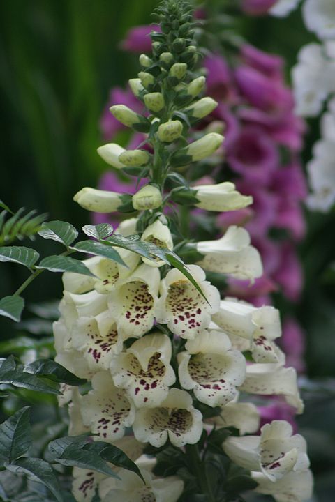 点击大图看下一张：毛花洋地黄图片