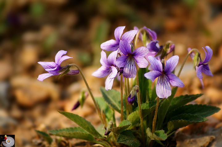 点击大图看下一张：紫花地丁开满地