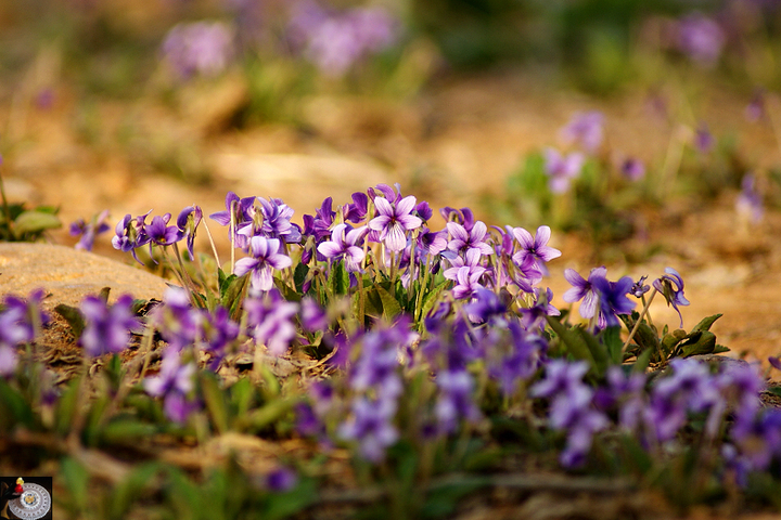 点击大图看下一张：紫花地丁开满地