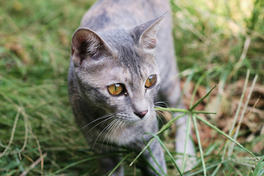 点击大图看下一张：草丛里的小花猫