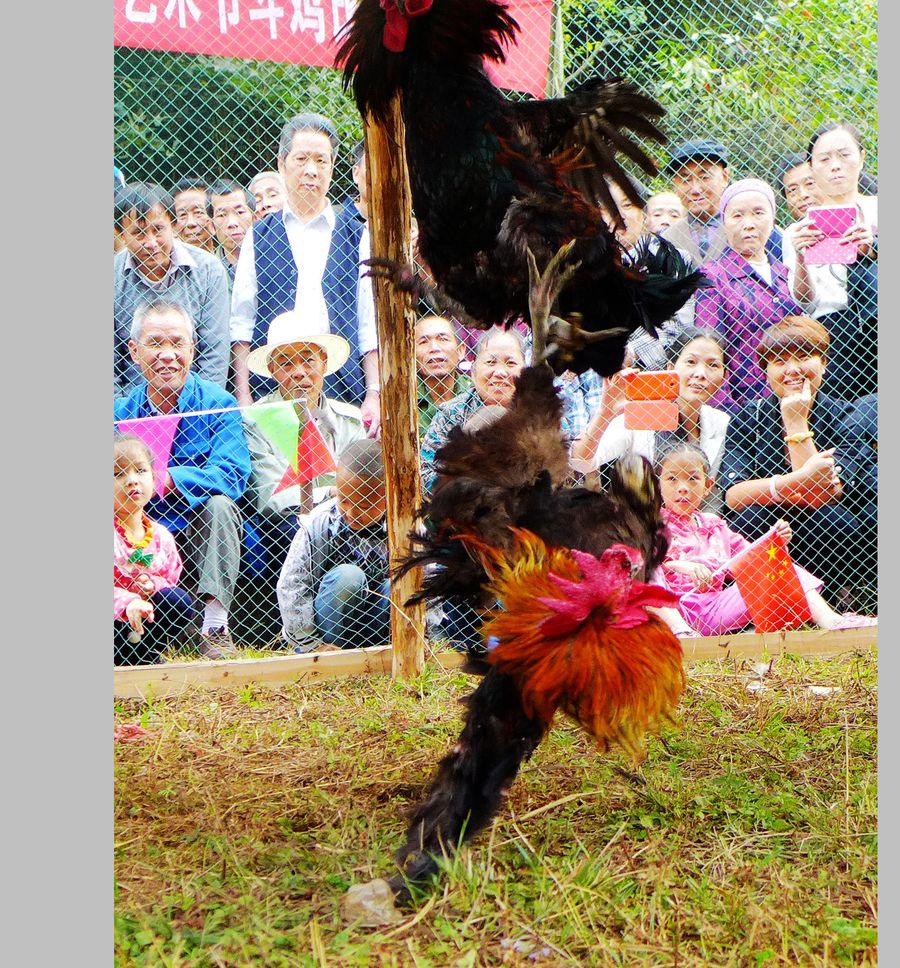 点击大图看下一张：侗乡斗鸡