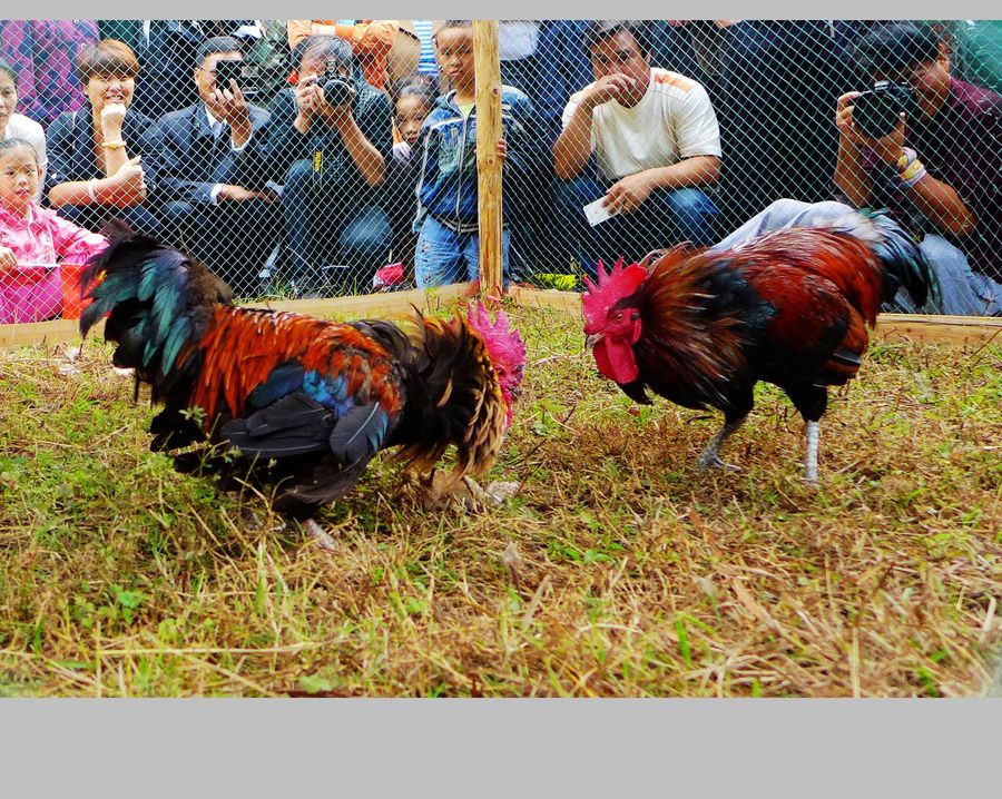 点击大图看下一张：侗乡斗鸡