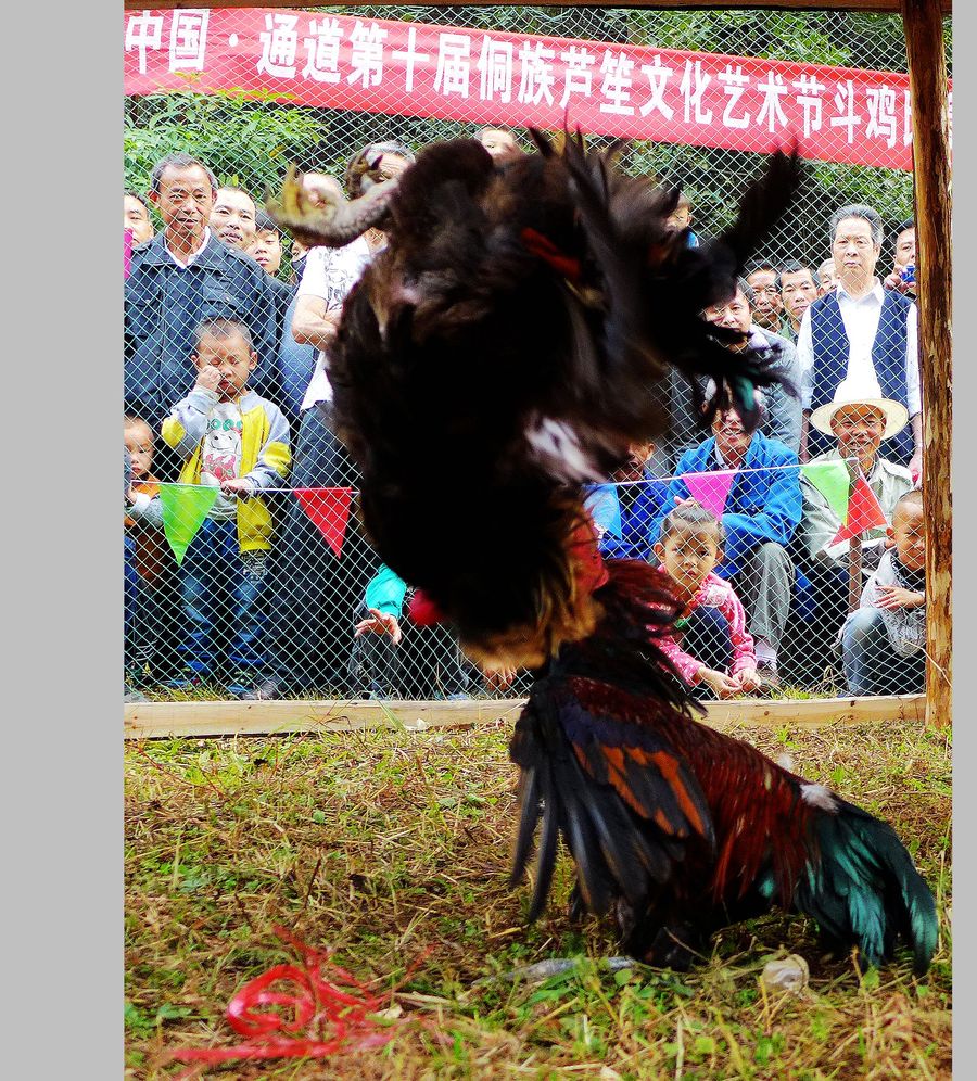 点击大图看下一张：侗乡斗鸡