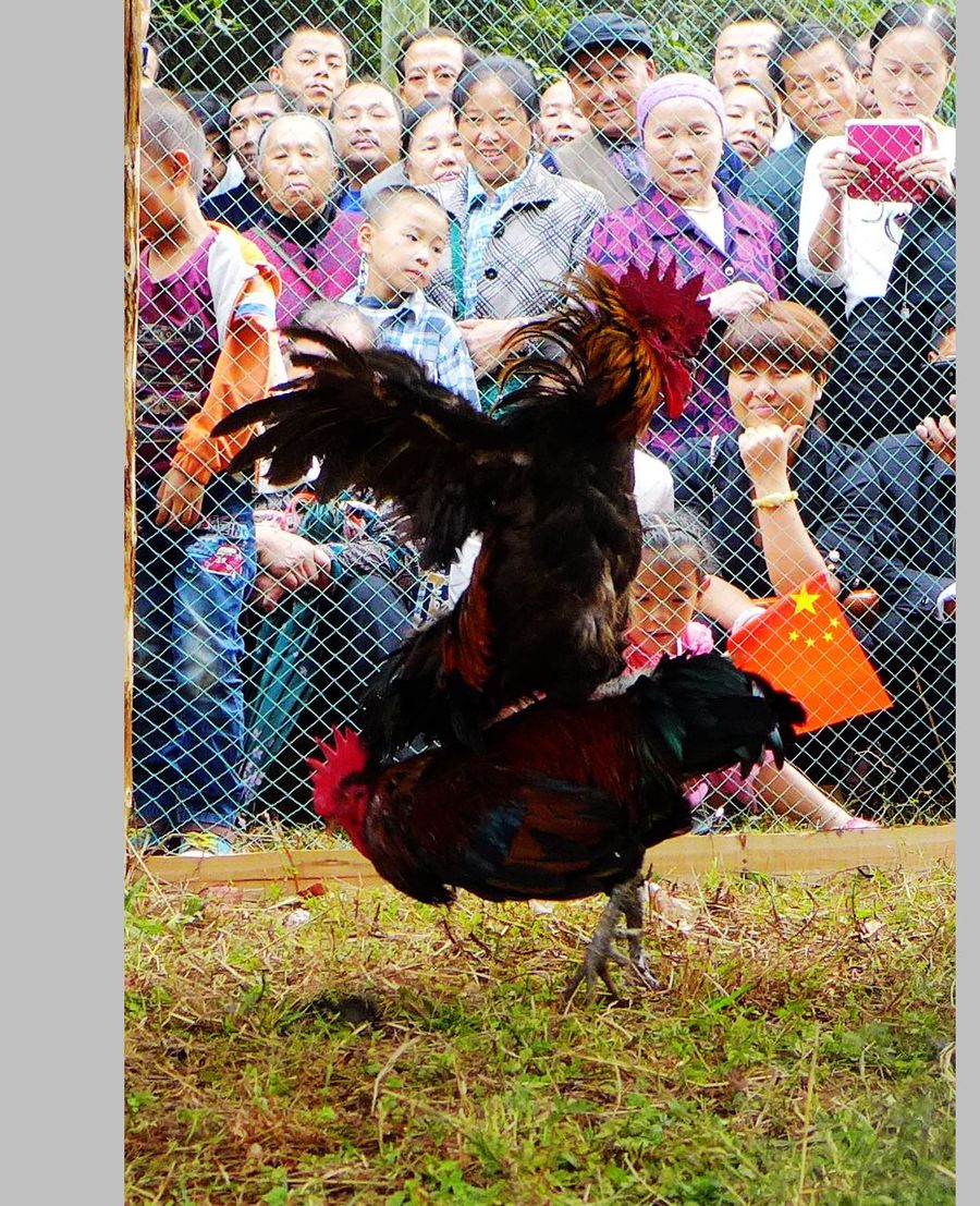 点击大图看下一张：侗乡斗鸡