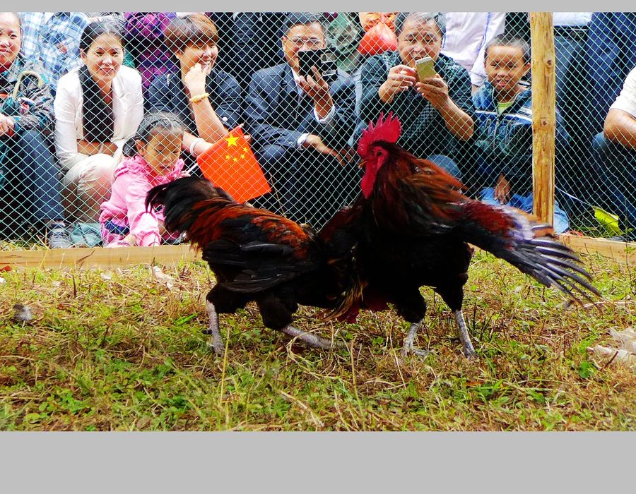 点击大图看下一张：侗乡斗鸡