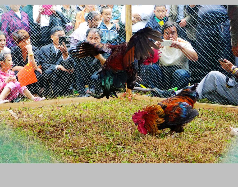 点击大图看下一张：侗乡斗鸡