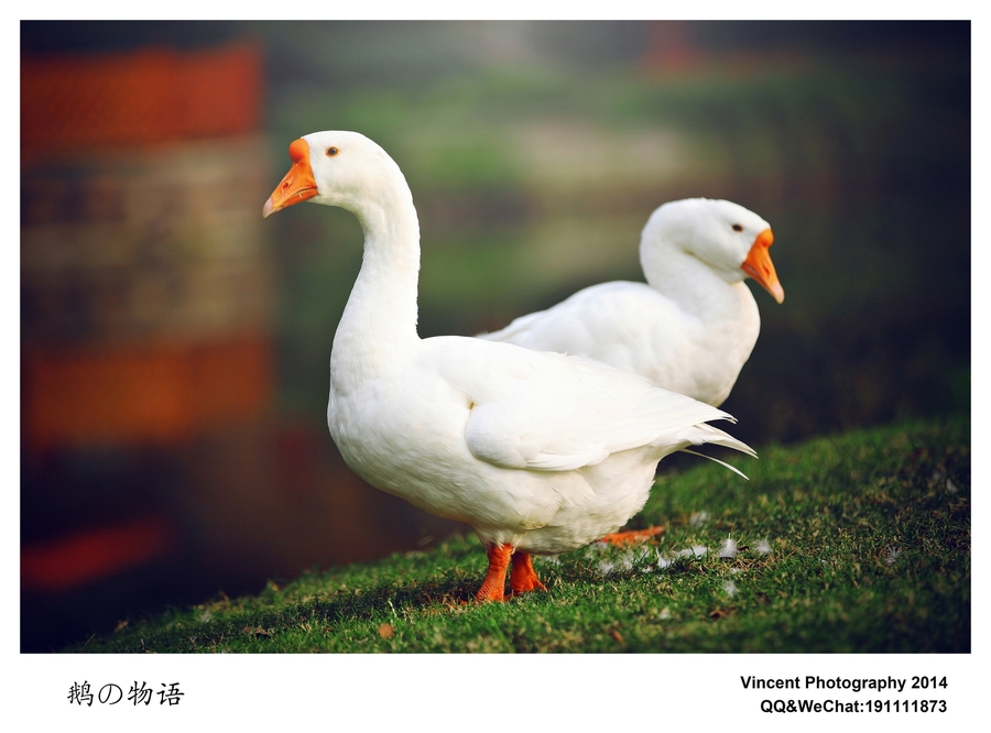 点击大图看下一张：鹅的物语