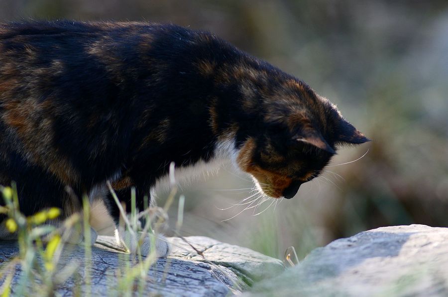 点击大图看下一张：流浪的猫