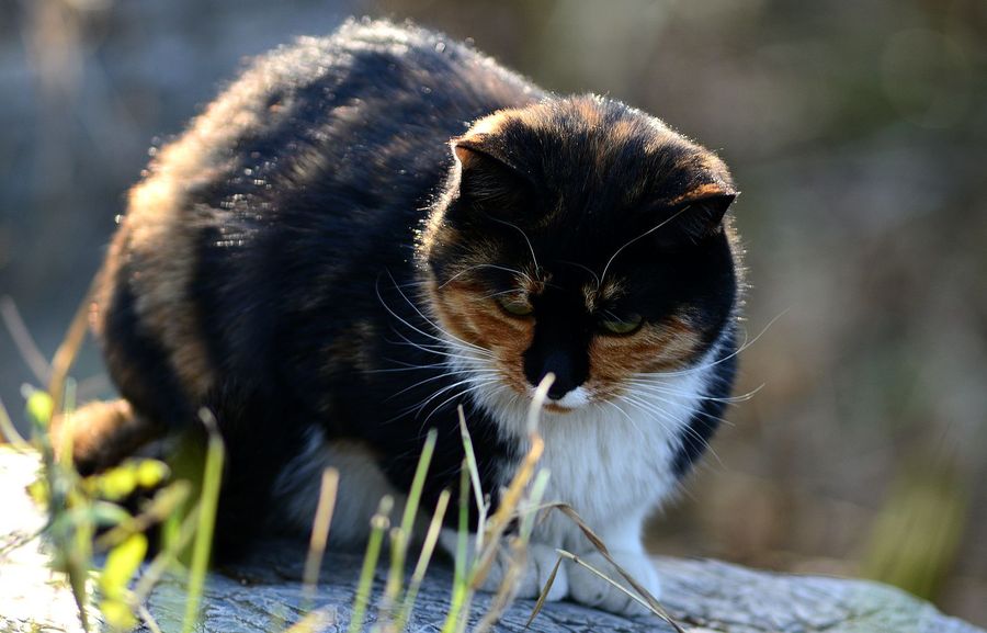 点击大图看下一张：流浪的猫