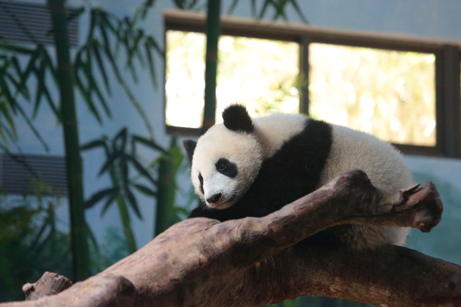 点击大图看下一张：吸引人的熊猫