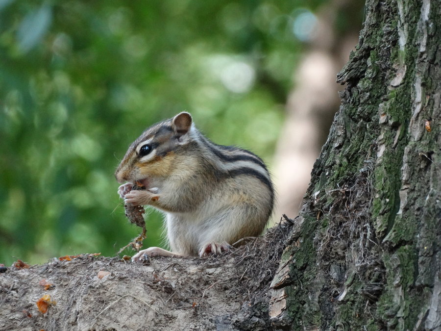 点击大图看下一张：小花松鼠的美餐