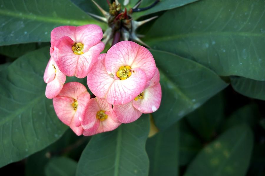 点击大图看下一张：虎刺梅高清图片