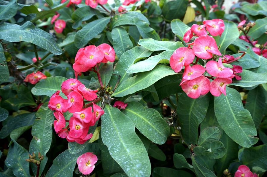 点击大图看下一张：虎刺梅高清图片