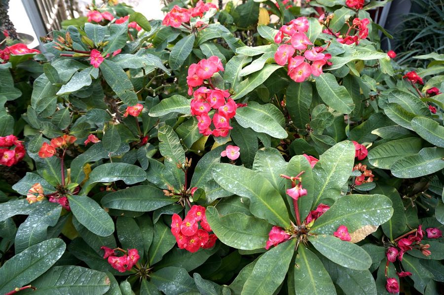 点击大图看下一张：虎刺梅高清图片