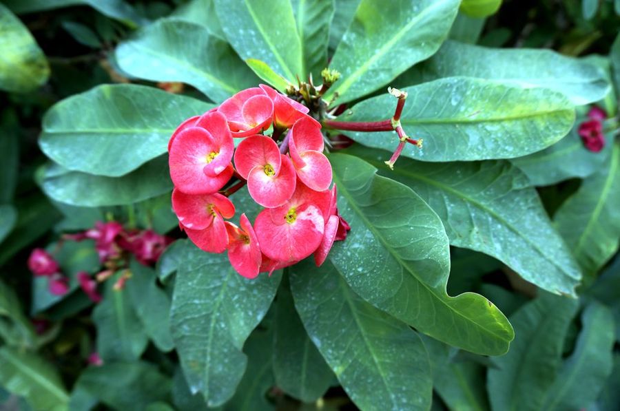 点击大图看下一张：虎刺梅高清图片