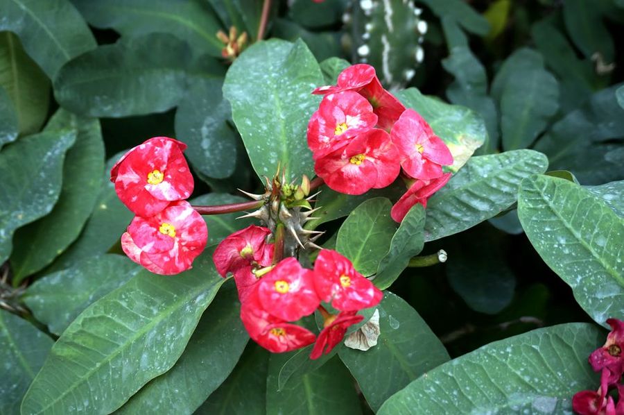 点击大图看下一张：虎刺梅高清图片