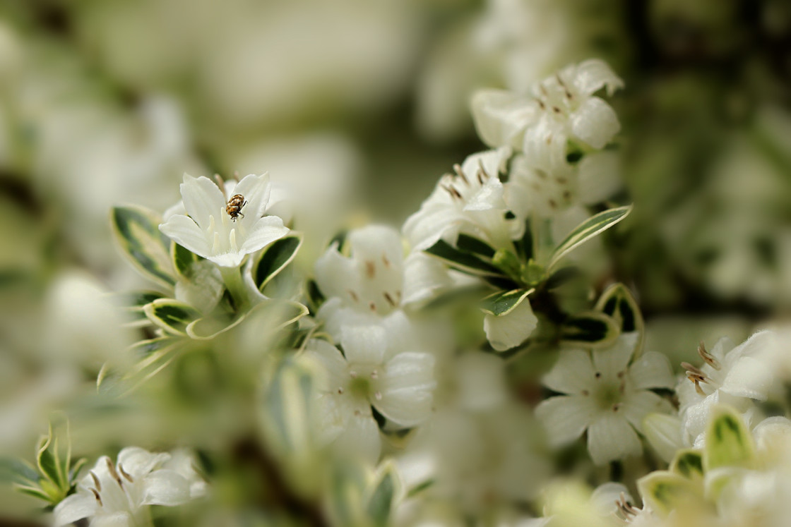 点击大图看下一张：六月雪图片