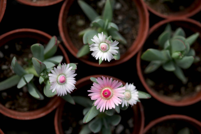 点击大图看下一张:鹿角海棠图片