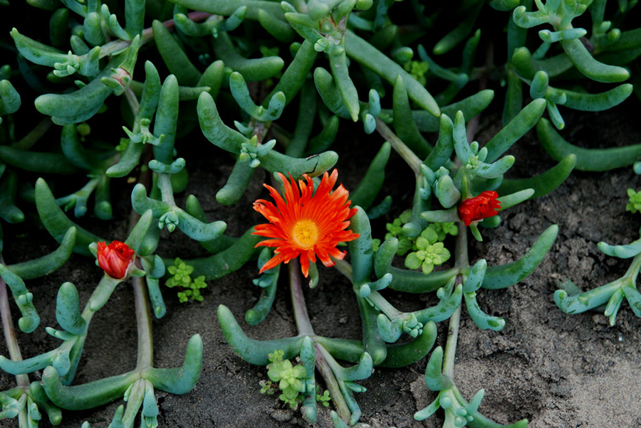 点击大图看下一张：鹿角海棠图片