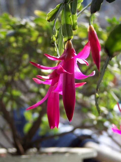 点击大图看下一张：仙人指赏析图