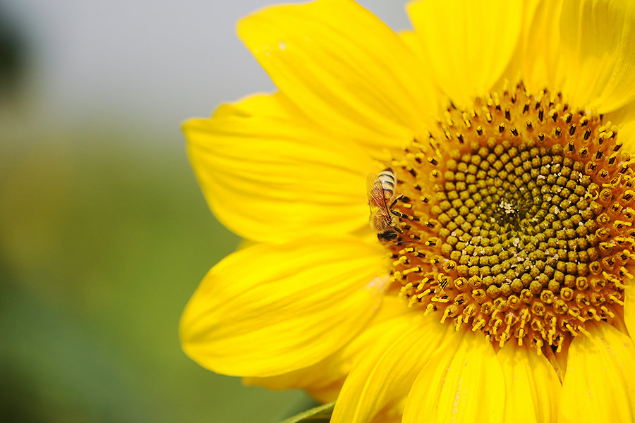 点击大图看下一张:小蜜爱上向日葵