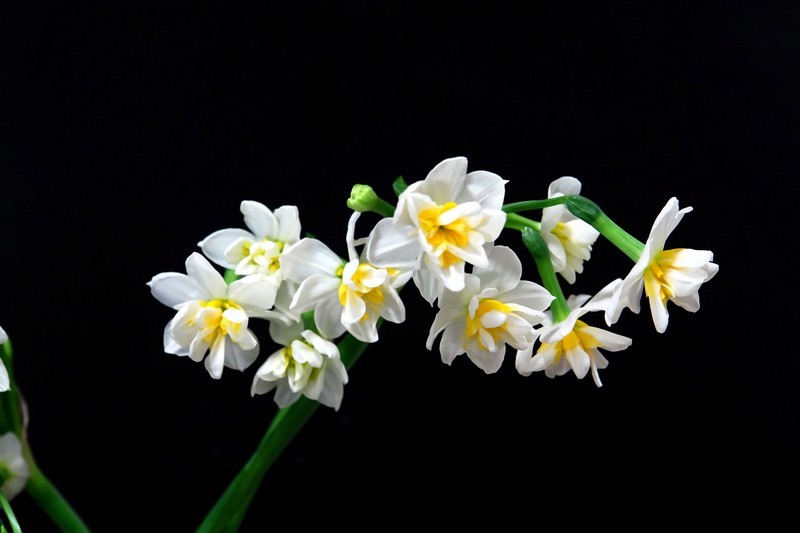 点击大图看下一张：玉玲珑赏析图片