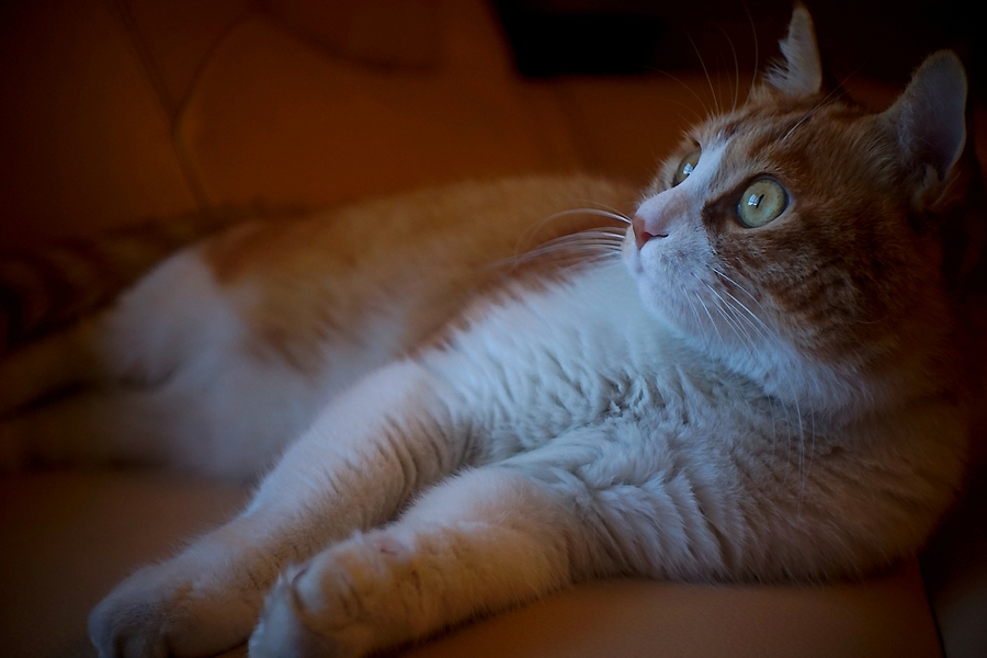 点击大图看下一张：电影镜中的大脸猫