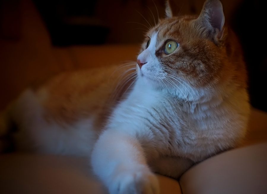 点击大图看下一张：电影镜中的大脸猫