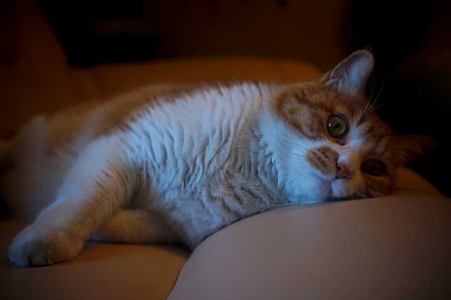 点击大图看下一张：电影镜中的大脸猫