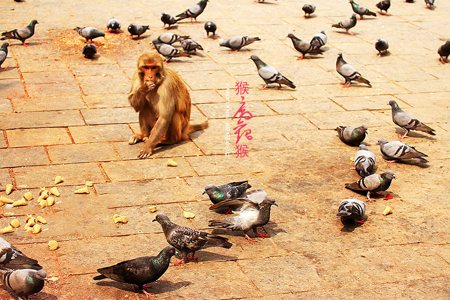 点击大图看下一张：猴庙观猴子