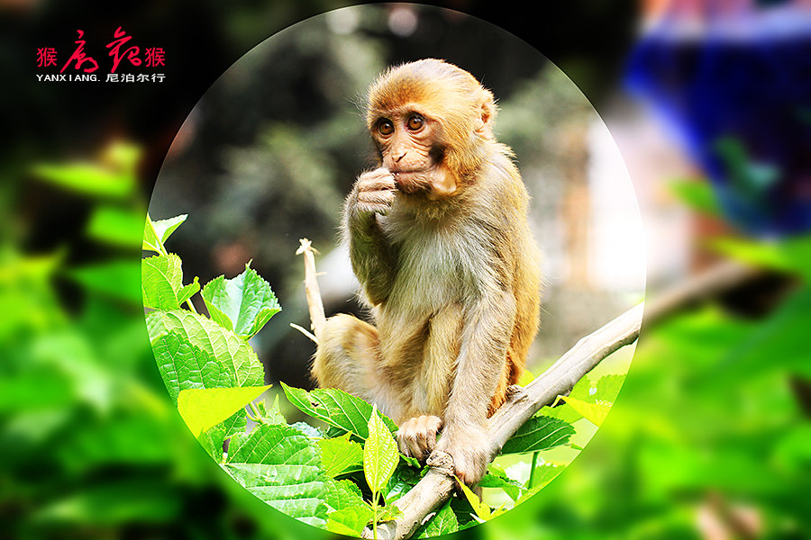 点击大图看下一张：猴庙观猴子