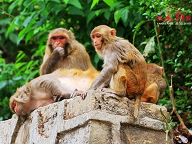 猴庙观猴子