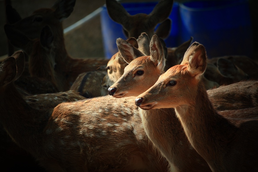 点击大图看下一张：鹿回头图片
