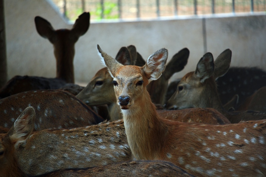 点击大图看下一张：鹿回头图片