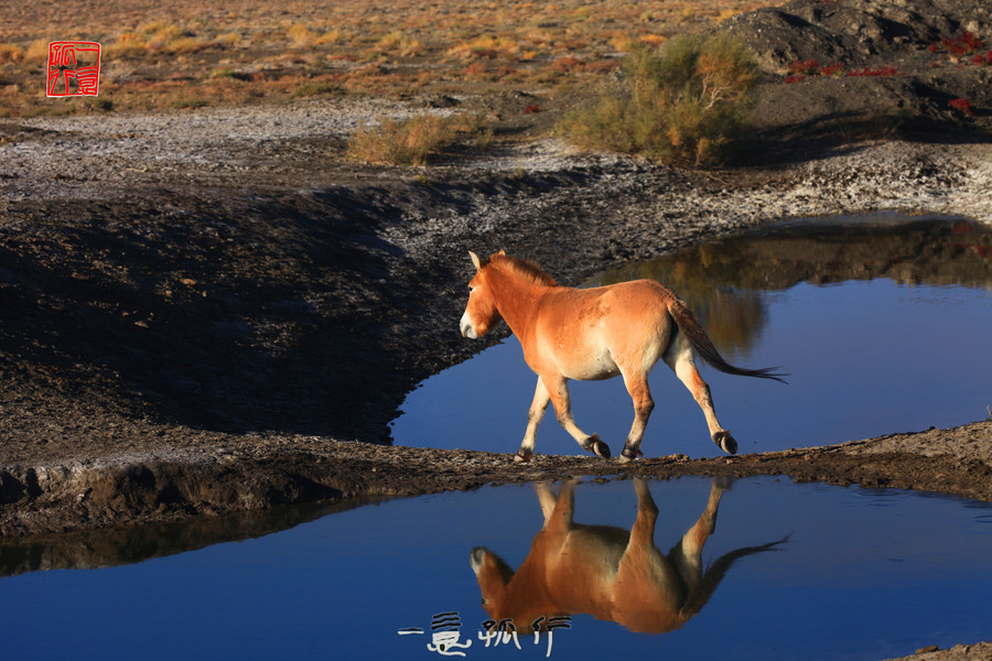 点击大图看下一张：普氏野马图片
