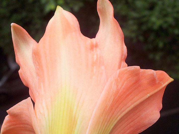 点击大图看下一张：红花莲精细拍摄组图