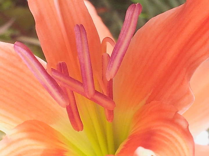 点击大图看下一张:红花莲精细拍摄组图