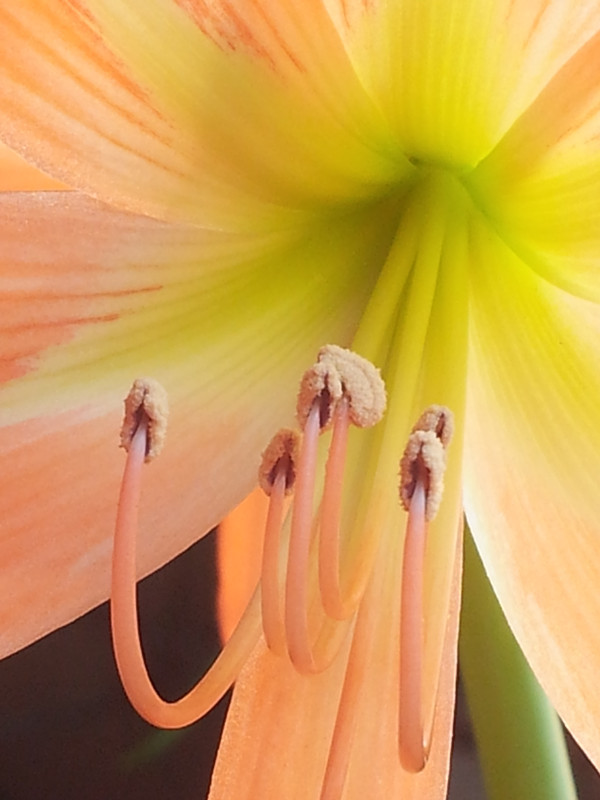 点击大图看下一张：红花莲精细拍摄组图