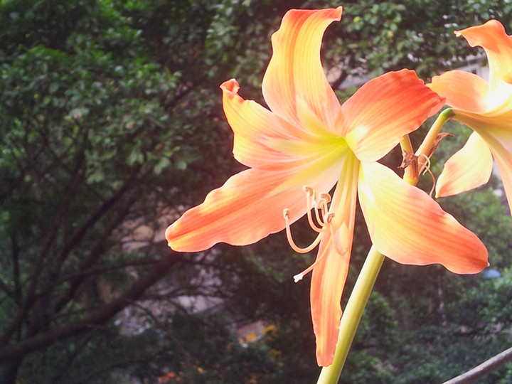 点击大图看下一张：红花莲精细拍摄组图