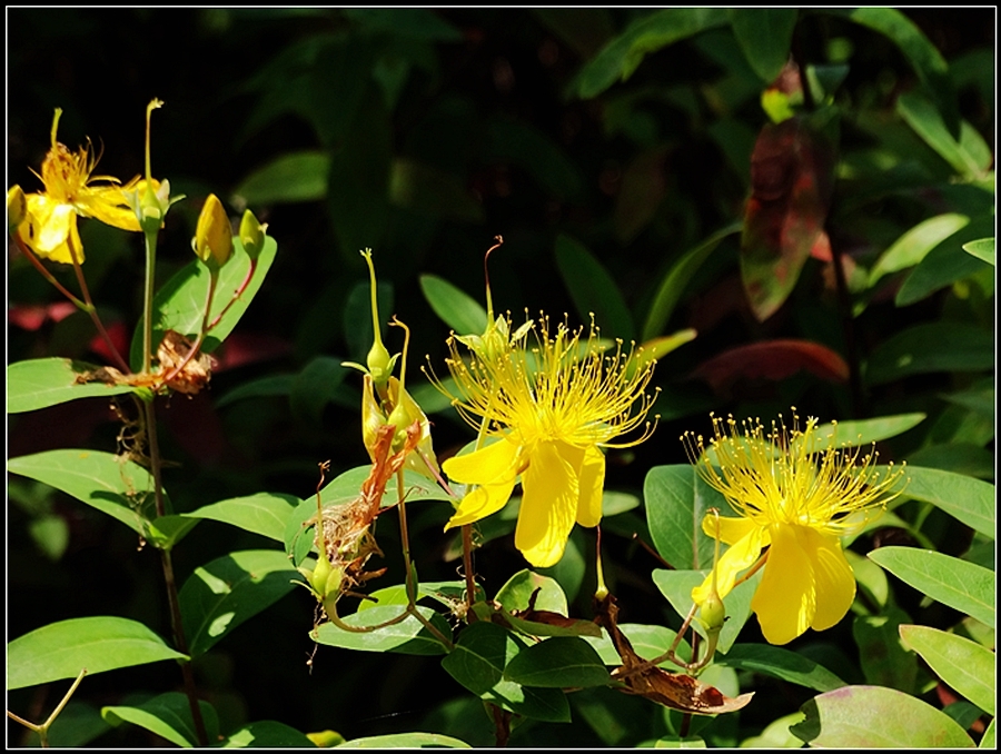 点击大图看下一张：金丝桃赏析图