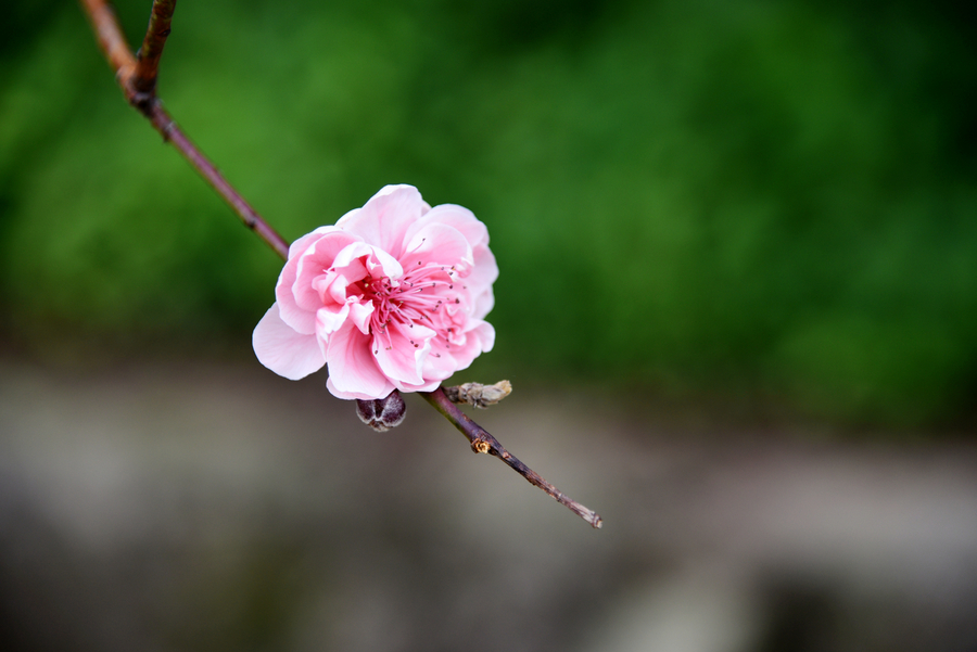 点击大图看下一张：桃花盛开时