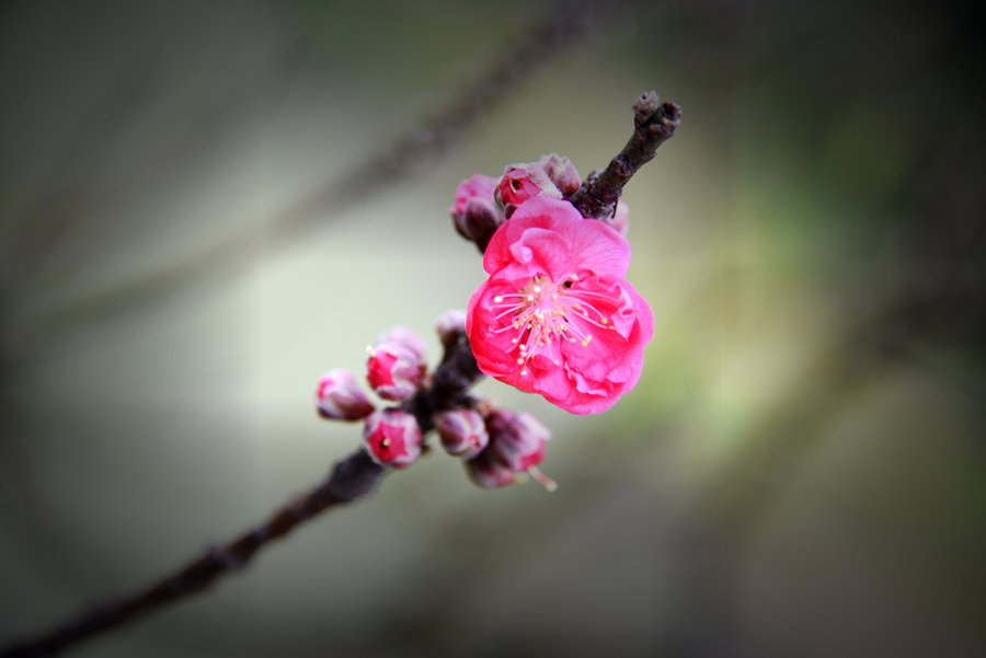 点击大图看下一张：桃花盛开时