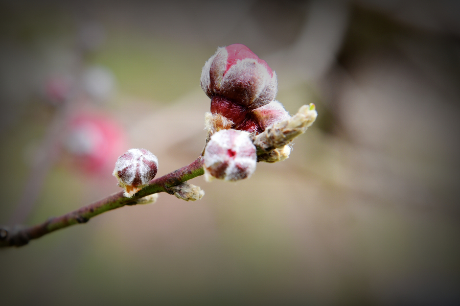 点击大图看下一张：桃花盛开时