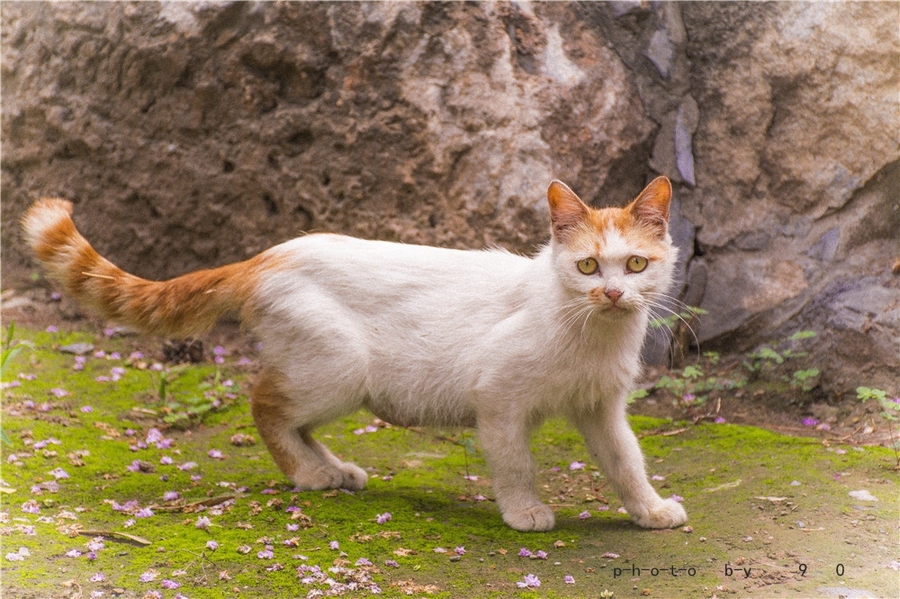 点击大图看下一张：北京流浪猫日记